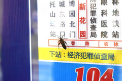 Physomerus grossipes