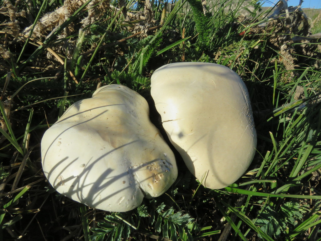 Agaricus arvensis