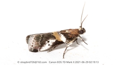 Acrobasis injunctella
