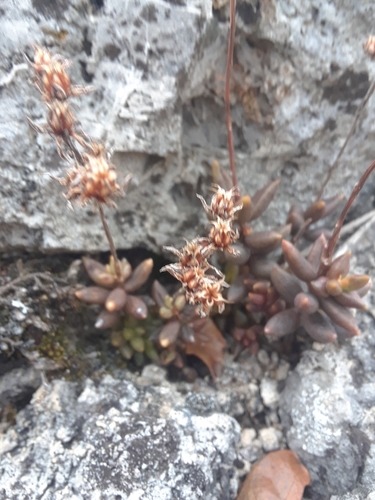 Sedum gypsophilum, photograph 4