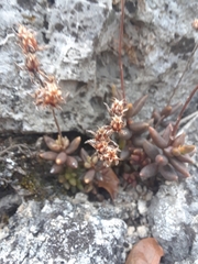 Sedum gypsophilum, photograph (c) Alejandro Gómez Maya, some rights reserved (CC BY)