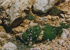 Erodium rupestre