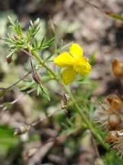 Scoparia montevidensis