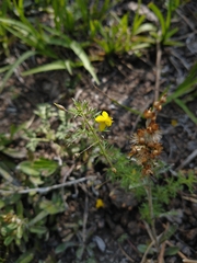 Scoparia montevidensis