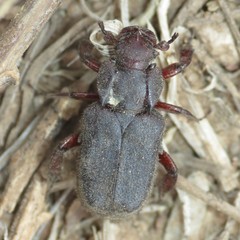 Cremastocheilus planipes