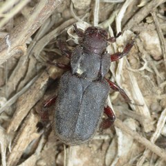 Cremastocheilus planipes