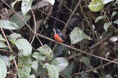 Granatellus pelzelni