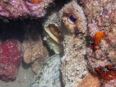 Octopus
