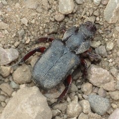 Cremastocheilus planipes