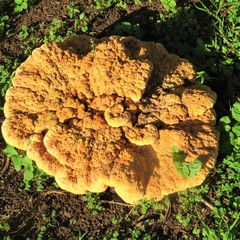 Laetiporus baudonii