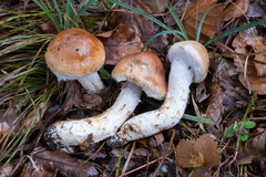 Cortinarius vulpinus