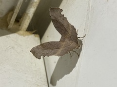 Syncirsodes primata