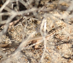 Ophisops elegans basoglui