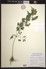 Chenopodium standleyanum