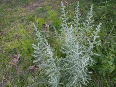 Baccharis artemisioides