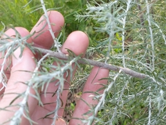 Baccharis artemisioides