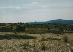 Juniperus sabina