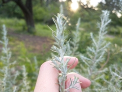 Baccharis artemisioides