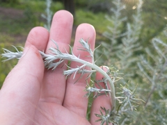 Baccharis artemisioides