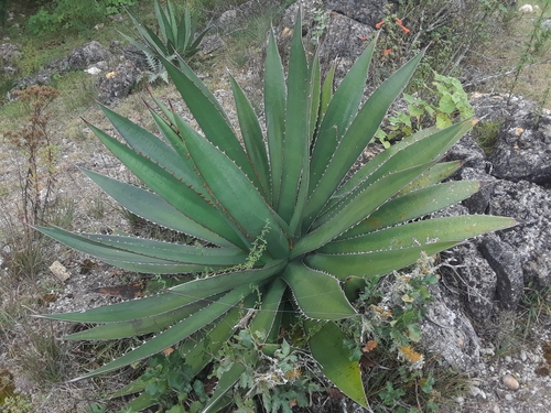 Agave garciae-mendozae