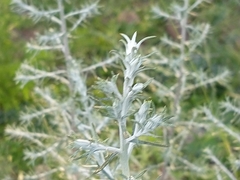 Baccharis artemisioides