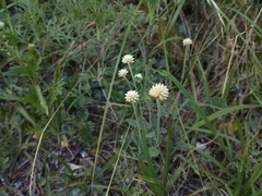 Pfaffia gnaphalioides