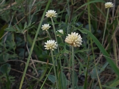 Pfaffia gnaphalioides