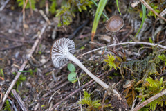 Mycena pseudopicta