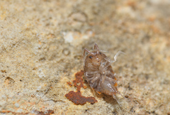 Chaetophiloscia cellaria