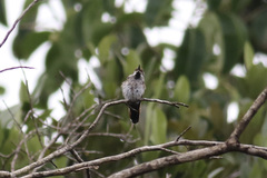 Chrysolampis mosquitus