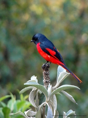 Pericrocotus brevirostris