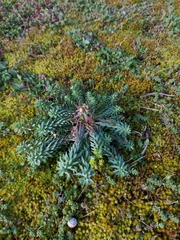 Euphorbia portlandica