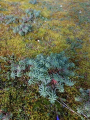 Euphorbia portlandica