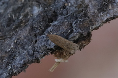 Helcystogramma triannulella