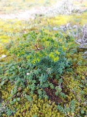 Euphorbia portlandica