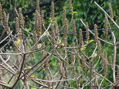 Chloris spinoides
