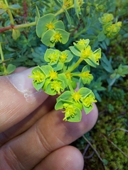 Euphorbia portlandica
