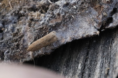 Helcystogramma triannulella