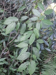 Piper gaudichaudianum