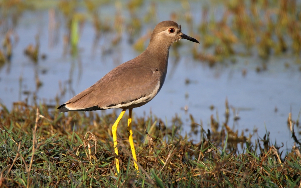 White-tailed Lapwing (Vanellus leucurus) photo