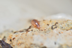 Chaetophiloscia cellaria