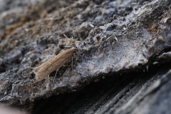 Helcystogramma triannulella