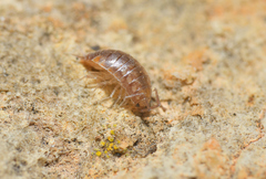 Chaetophiloscia cellaria