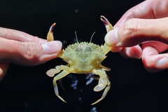 Charybdis hellerii