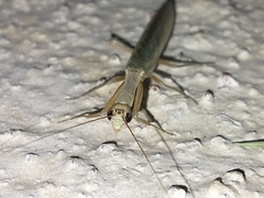 Orthoderella