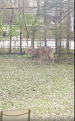 Odocoileus virginianus