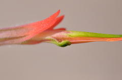 Castilleja scabrida