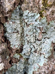 Punctelia perreticulata