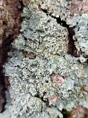 Punctelia perreticulata
