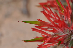 Castilleja scabrida